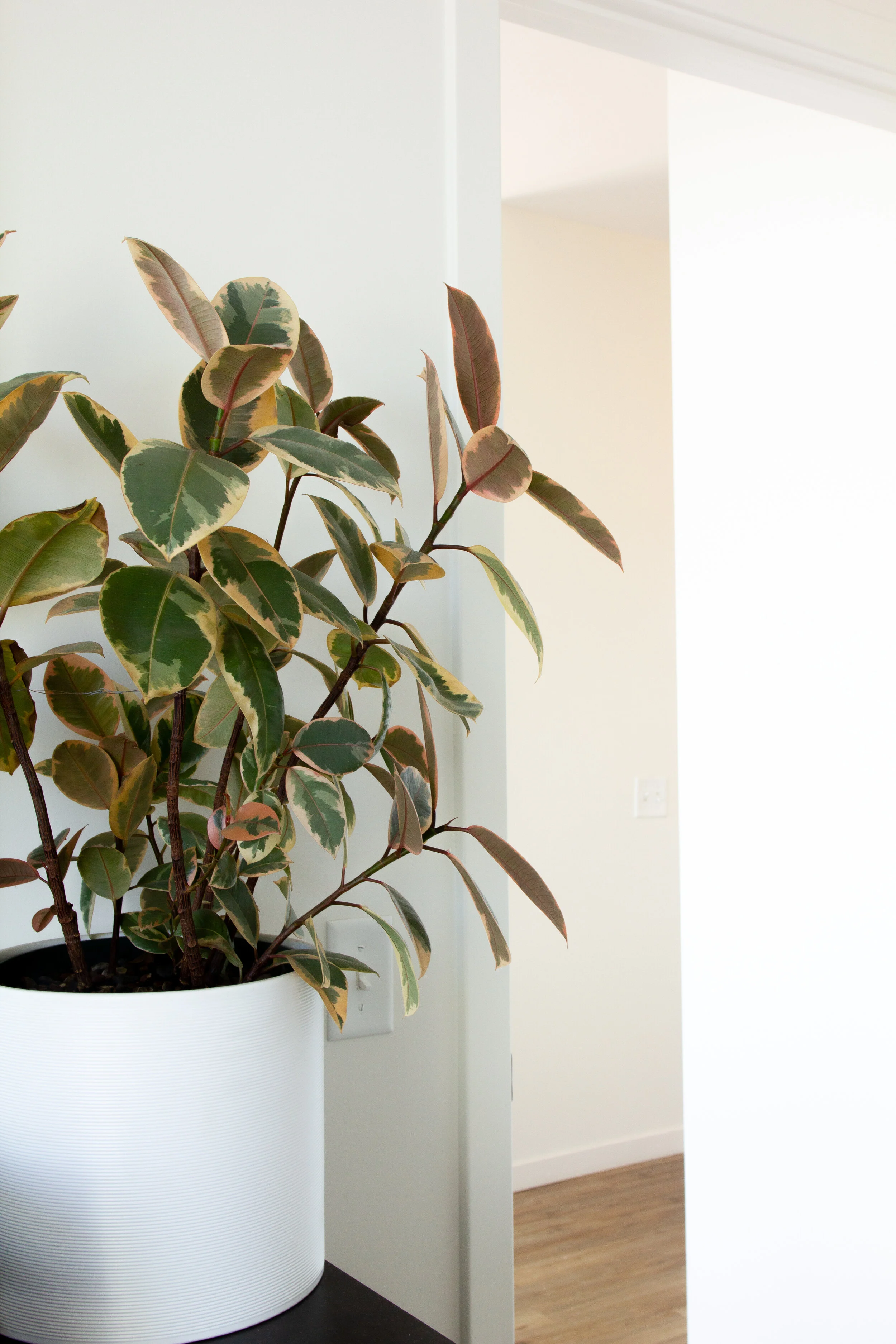 At Home with the Hastys - House Plants