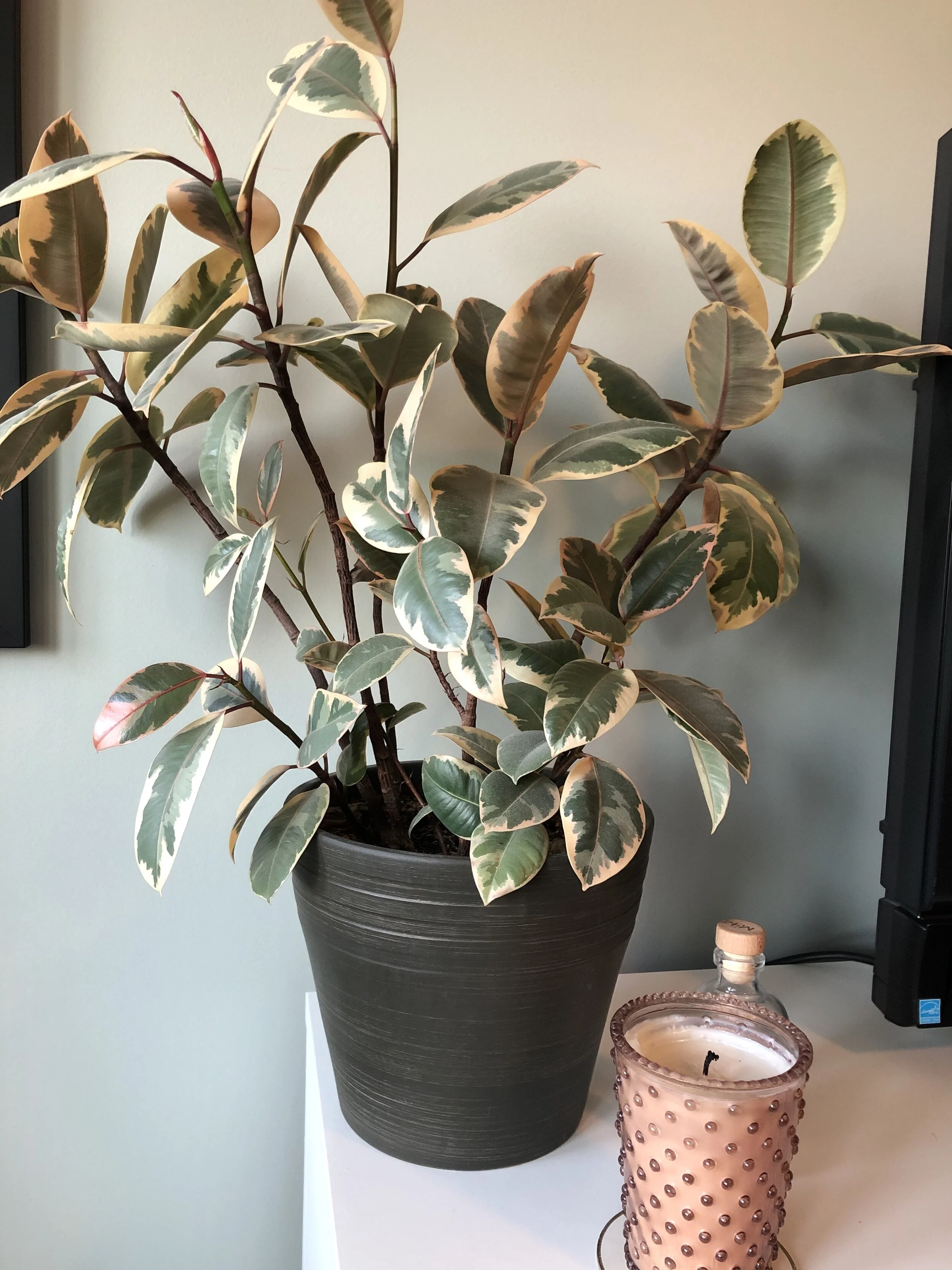 At Home with the Hastys - House Plants