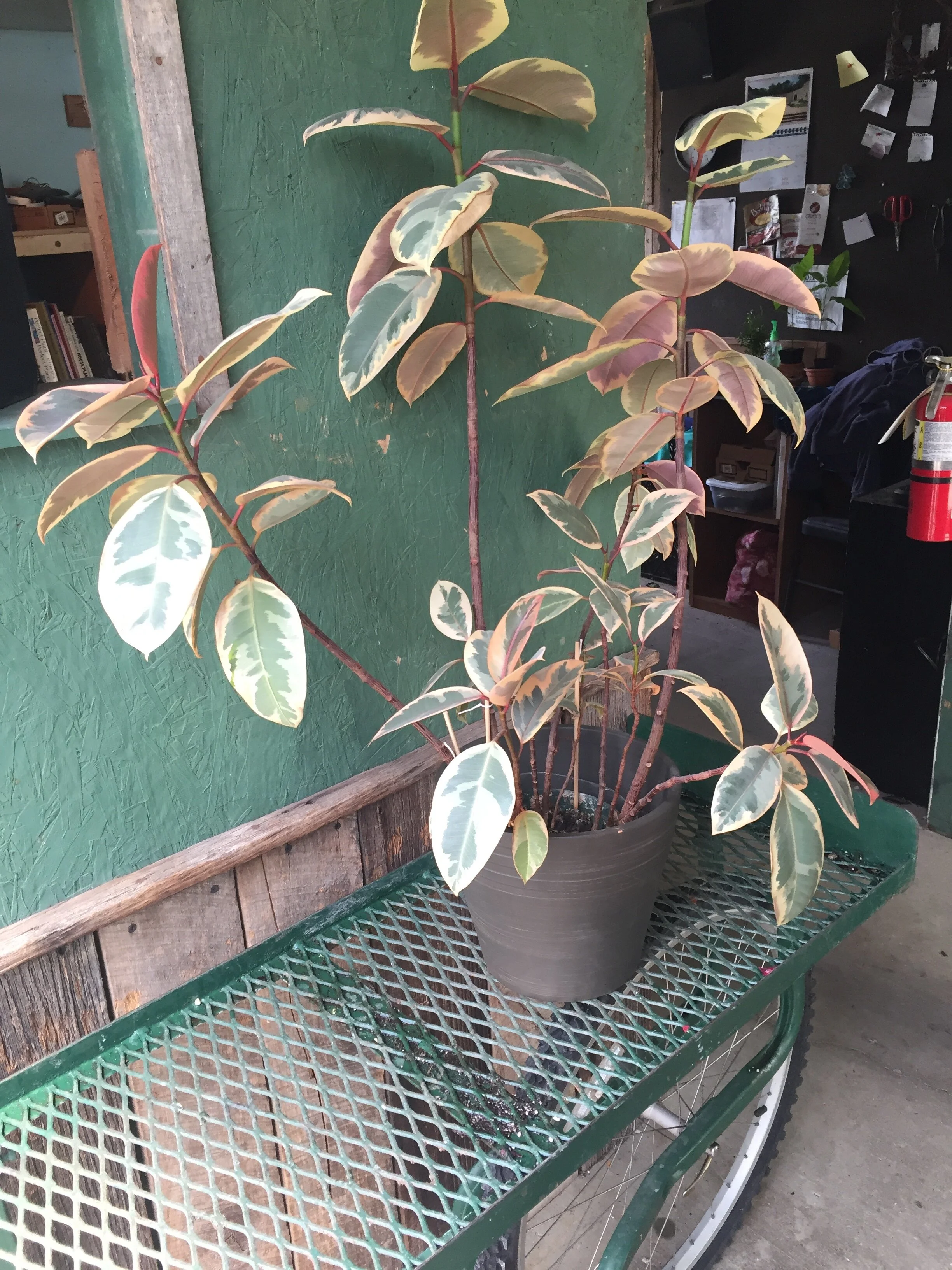 At Home with the Hastys - House Plants