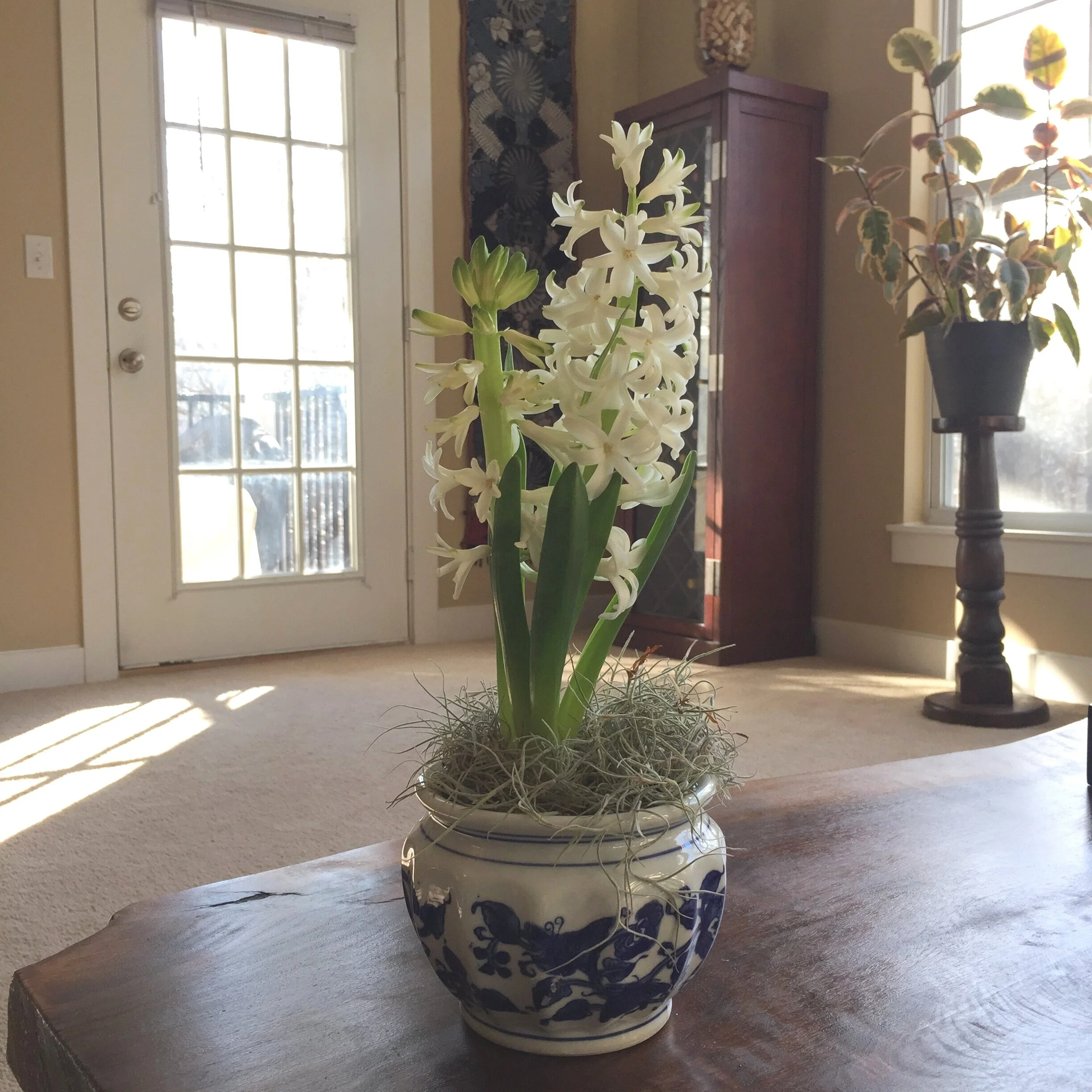 At Home with the Hastys - House Plants