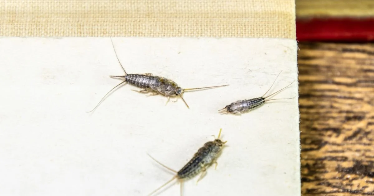 Pest Control for Bookstores: Effective Solutions to Protect Your Inventory