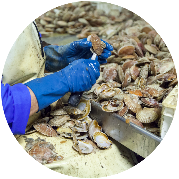 shells.png