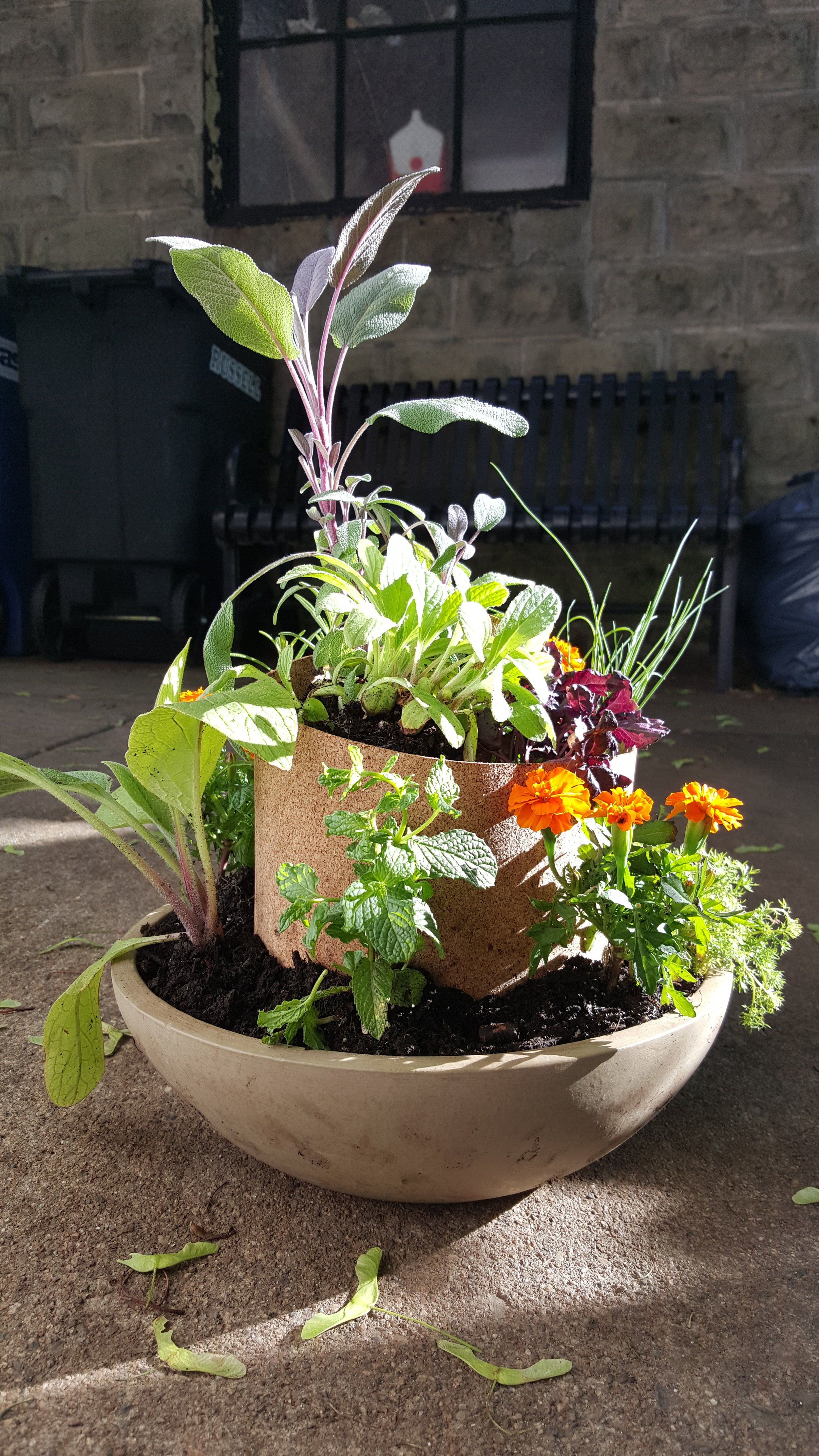 Before being transplanted to the 3' Smart Pot (shown above), this is the table-top herb spiral that I made from a recycled stone pot and cork (as the spiraling divider. Photo by Eva Leung