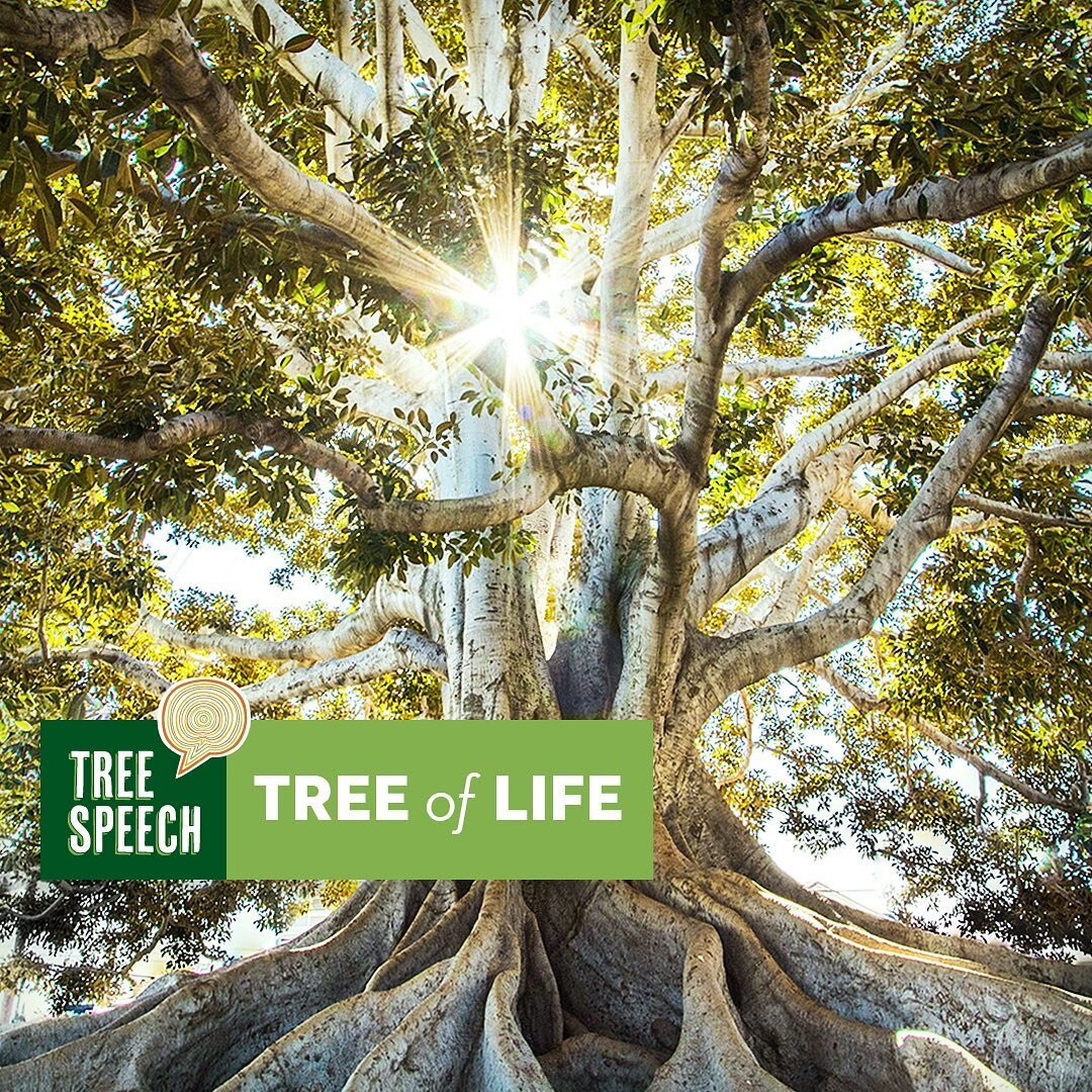 🌳Our next episode, centered on the history and beliefs around the Tree of Life is now available. Featuring an interview with author and educator Stephanie Kaza, whose book CONVERSATIONS WITH TREES and practice in Buddhism lend insight into ways to f