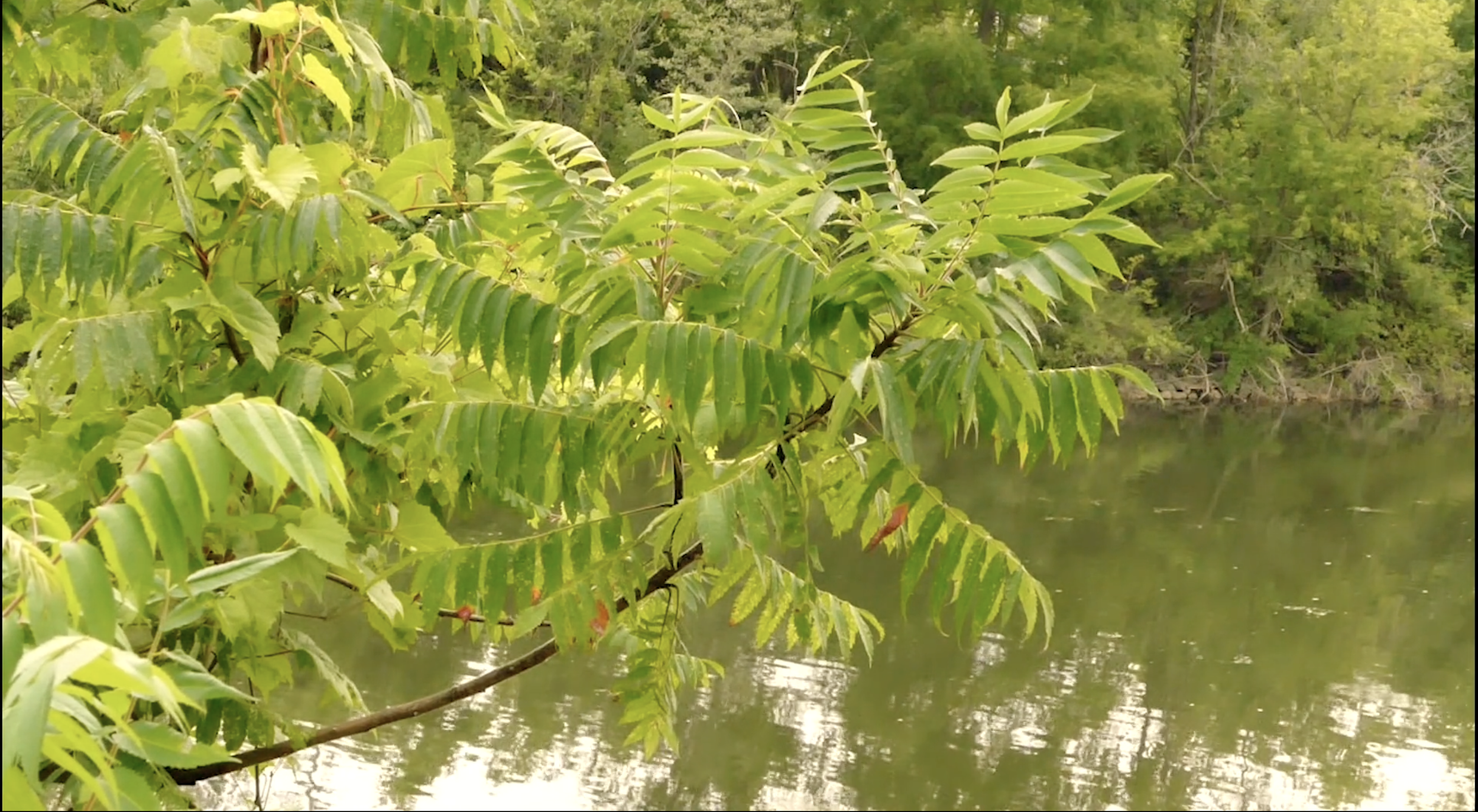 Screenshot 2025-07-22 at 12.52.49 PM.png