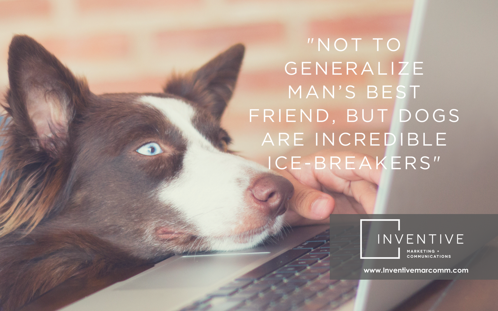 blogcover - Office Dogs.png