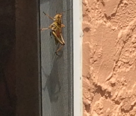 This grass hopper was 3 inches long!