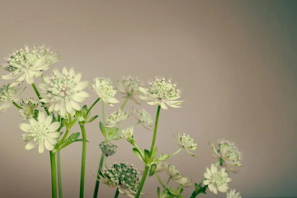 Flowers.jpg