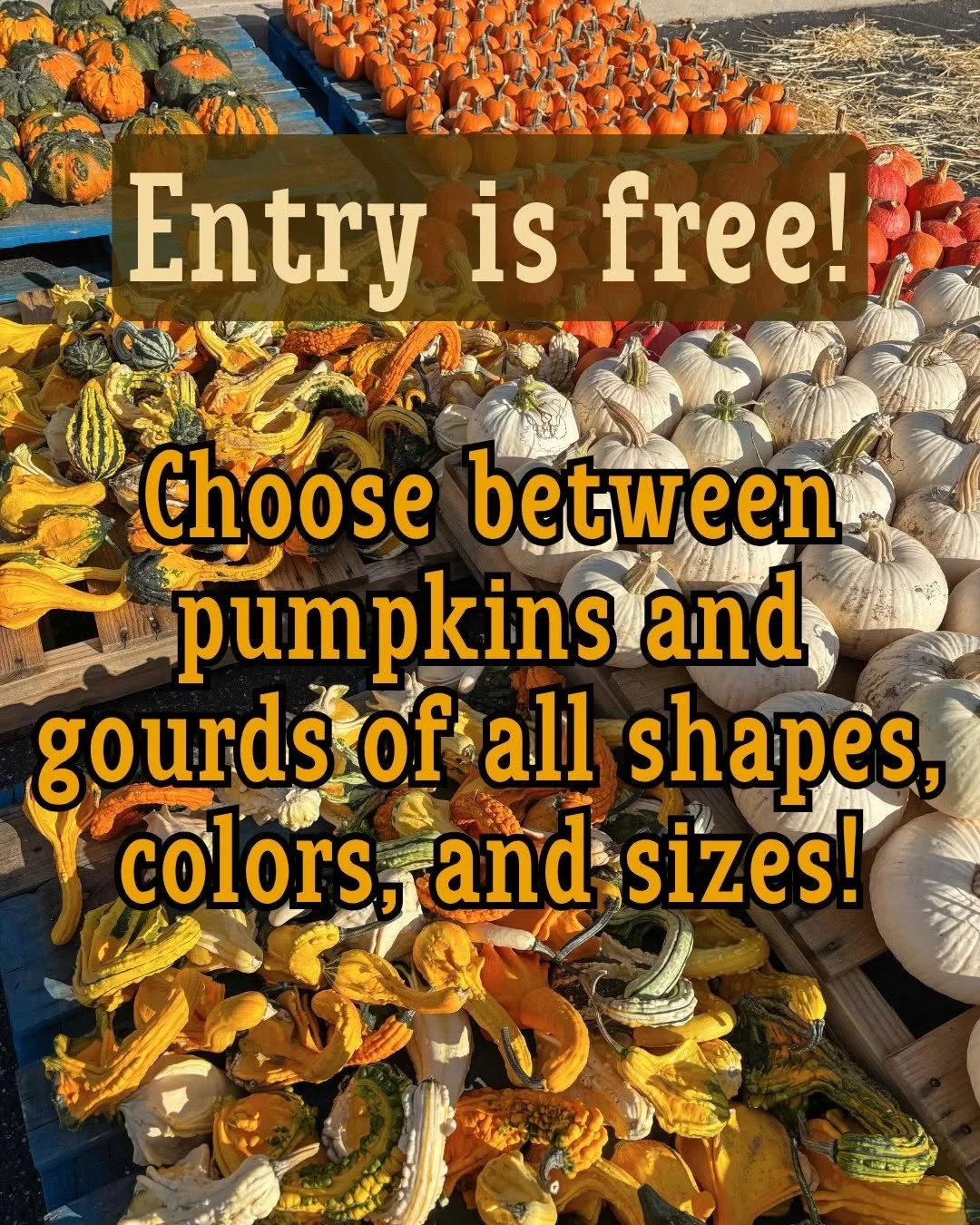 Pumpkin Patch Entry.jpg