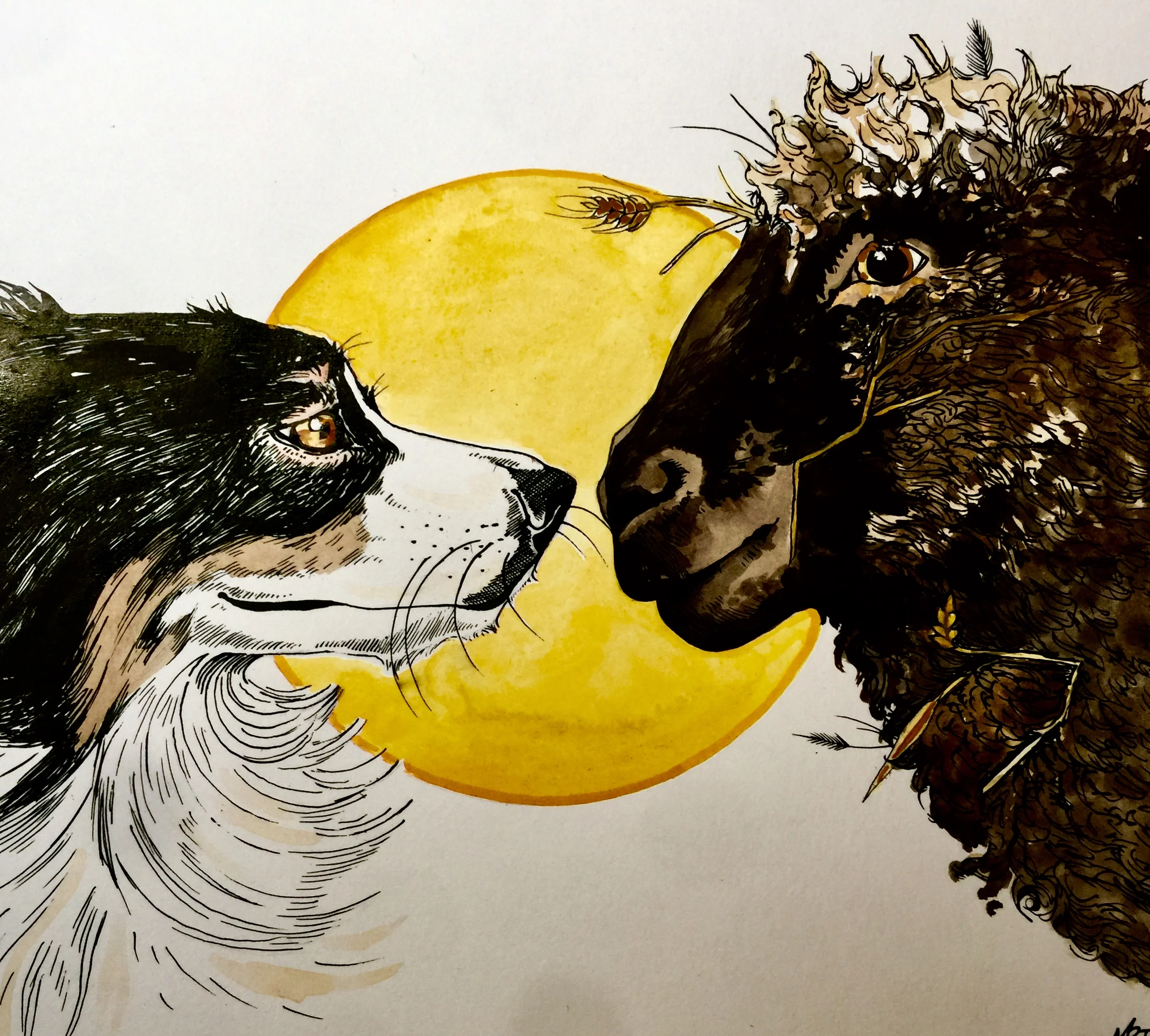 Black sheep, sheep dog