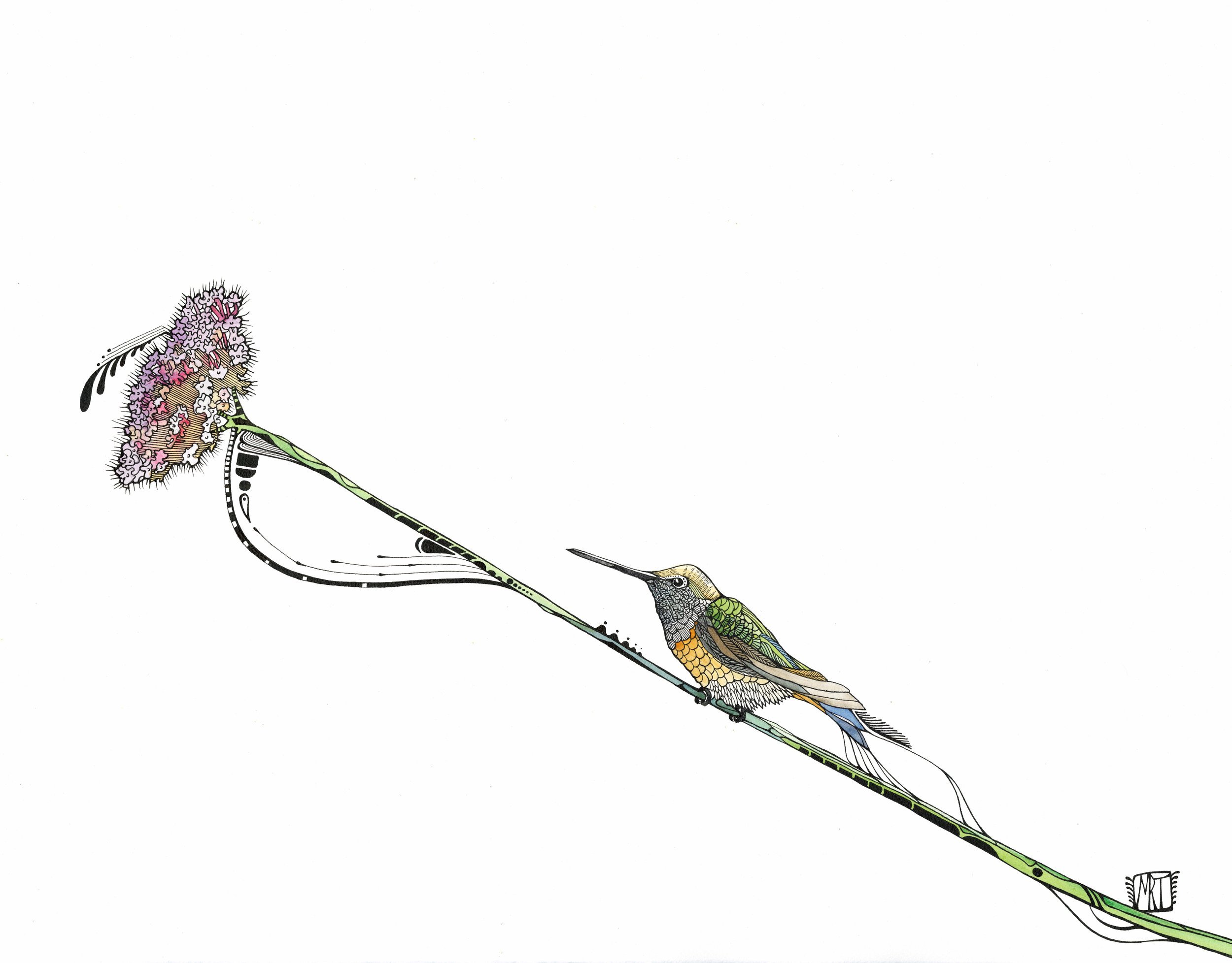 hummingbird+copy.jpg