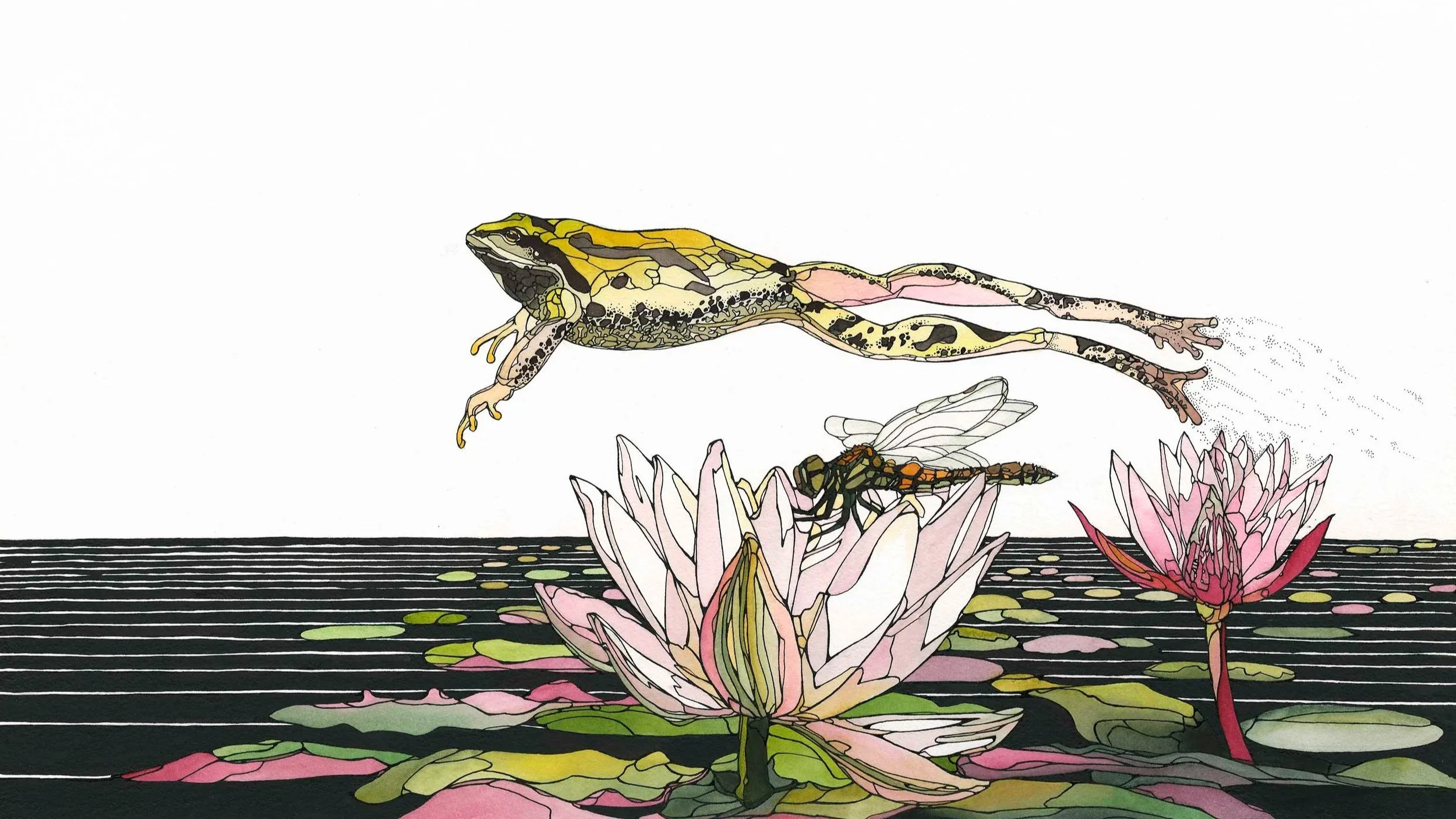 frog jumping over dragonfly.jpg