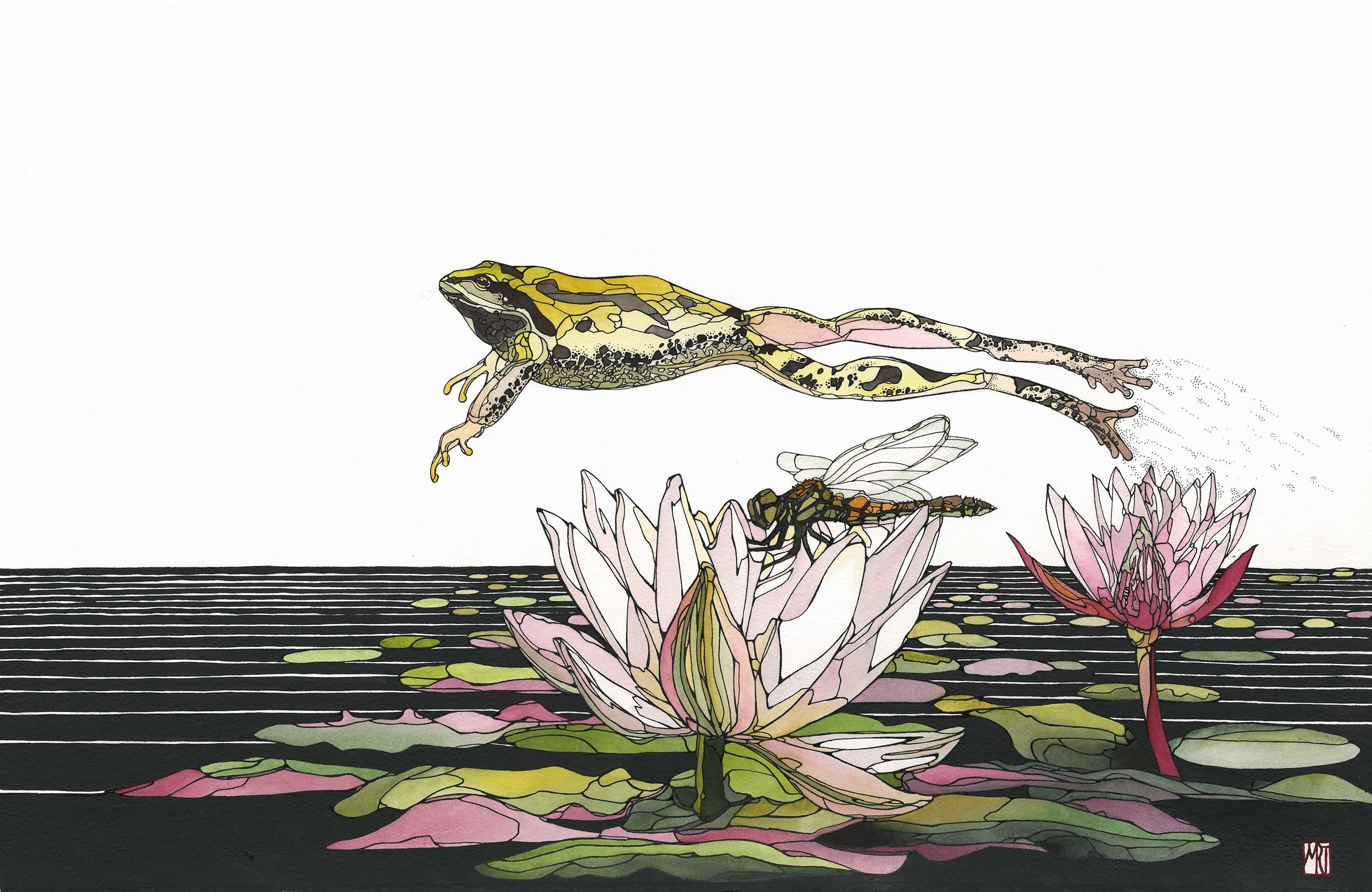 frog jumping over dragonfly.jpg