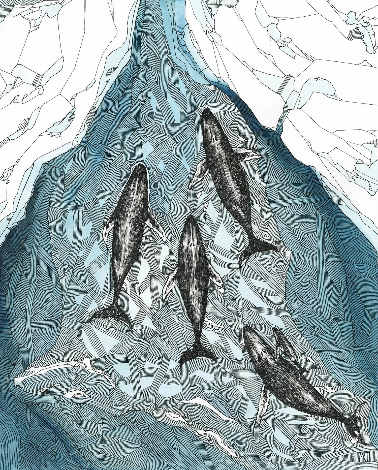 Whales.jpg