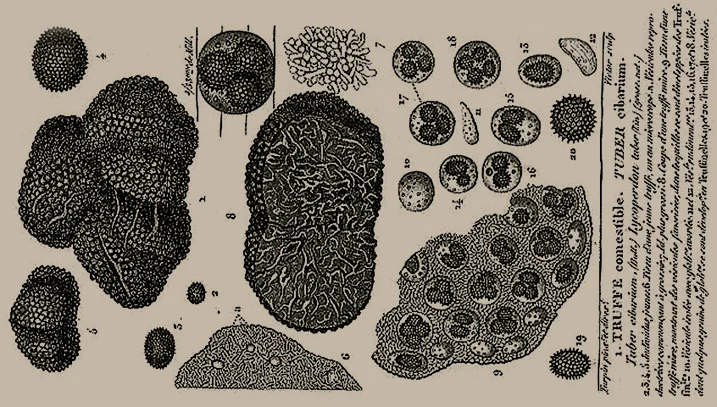 Crédit: Wikimedia.org
