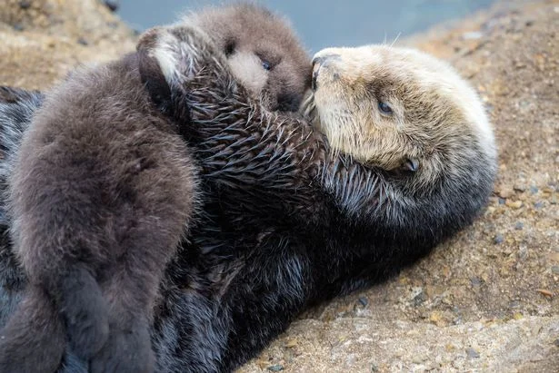 Making a decision on your mental health can be very difficult. To help provide you comfort, here is a picture of a mommy and baby otter. 
