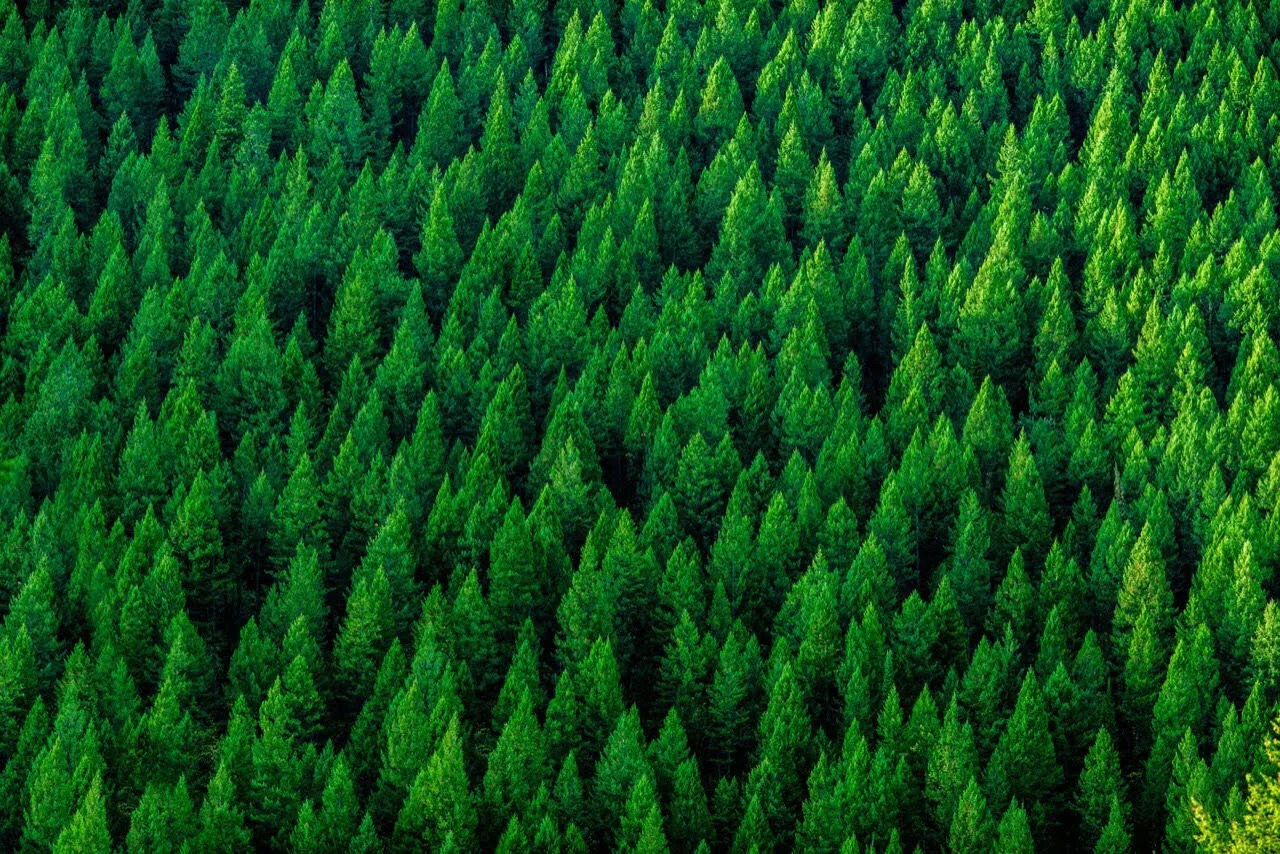 Yes, We Can Grow 1 Trillion Trees to Help Fight Climate Change