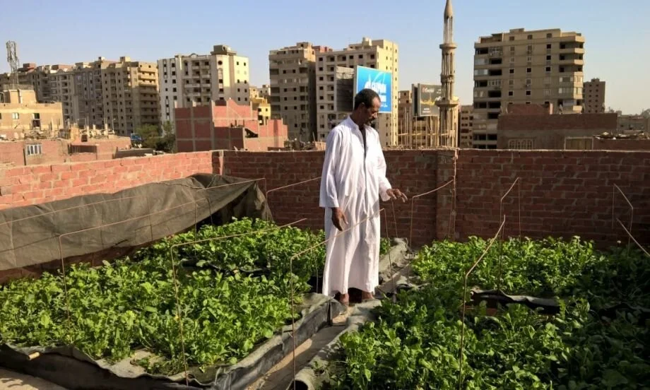 Cooler, Cleaner Megacities, One Rooftop Garden at a Time
