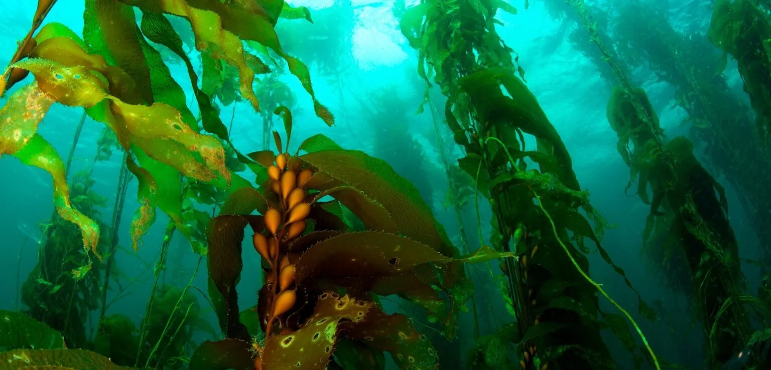 Capturing Carbon with Underwater Gardening
