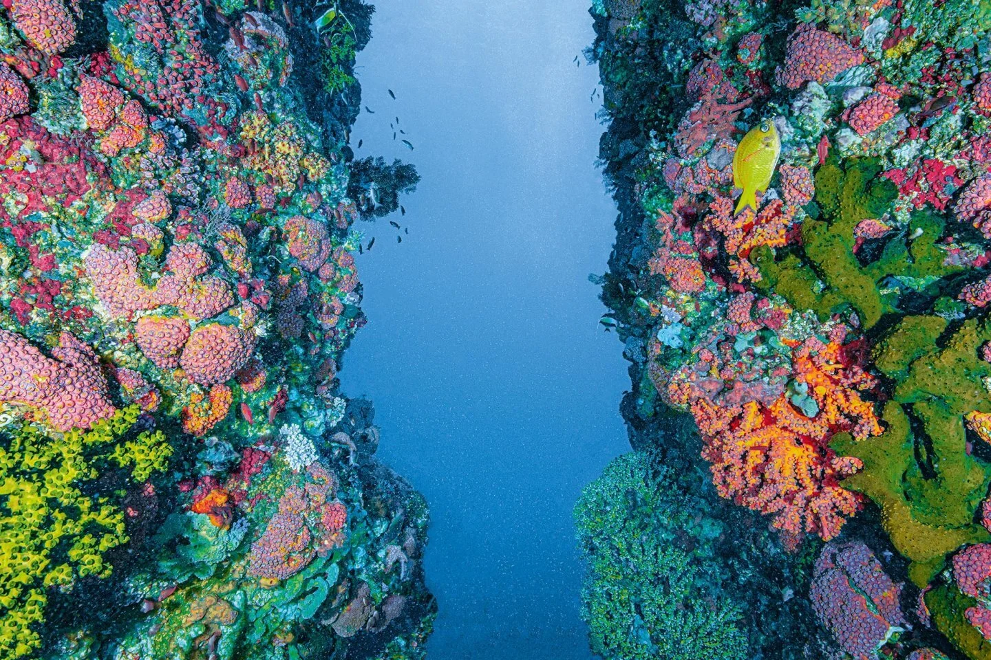 Why This Year Is Our Last, Best Chance for Saving the Oceans