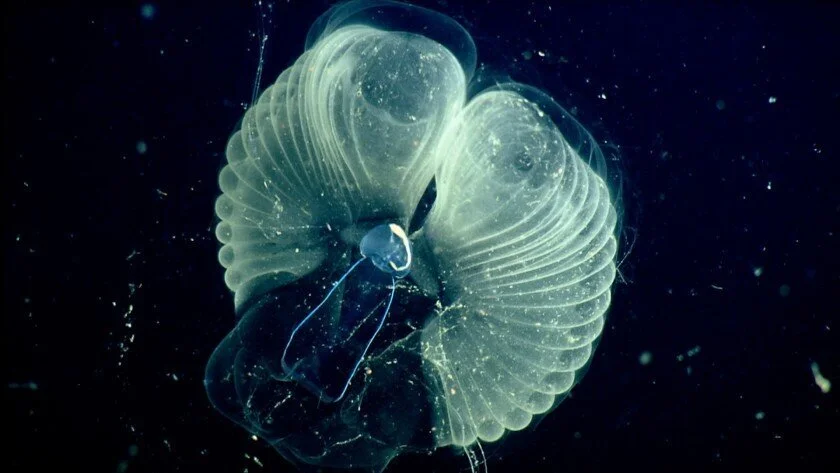 This fantastical sea creature helps remove planet-warming gases from the atmosphere