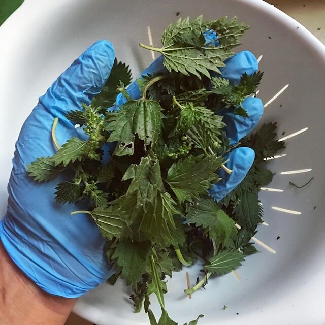 How to prepare Stinging Nettles &amp; How I like to eat them 🌿
_
&ldquo;Stinging nettles&rdquo; really do sting, so wear gloves. The baby leaves aren&rsquo;t so bad, but once you start plucking the mature stems bare handed &mdash; you&rsquo;ll learn