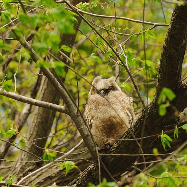 Back to the baby 🦉 #fukurofriday #branchling #greathornedowl #naturetherapy #happyfriday