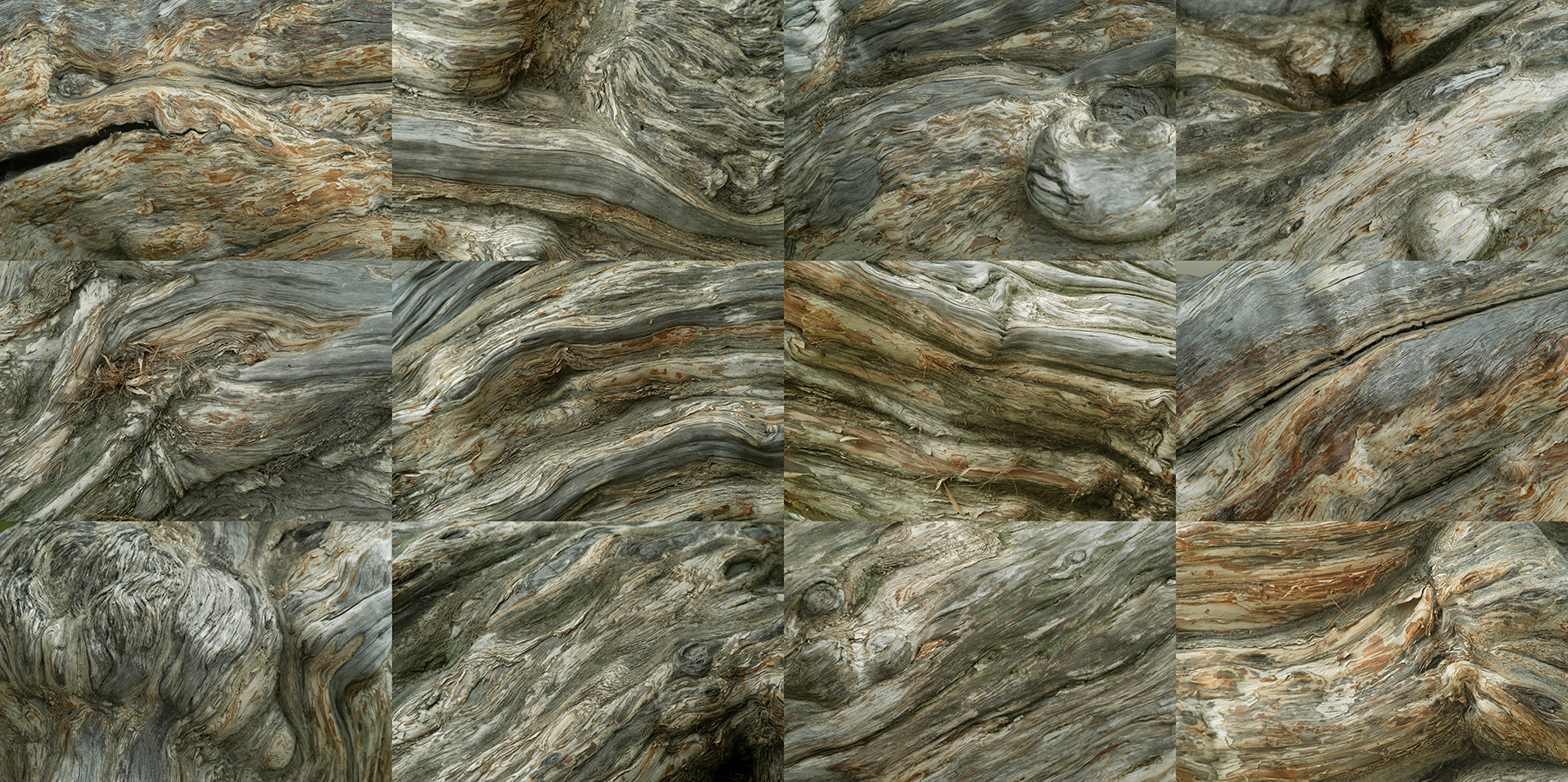 Cypress , 2004, archival c-print, 36"H x 54"W