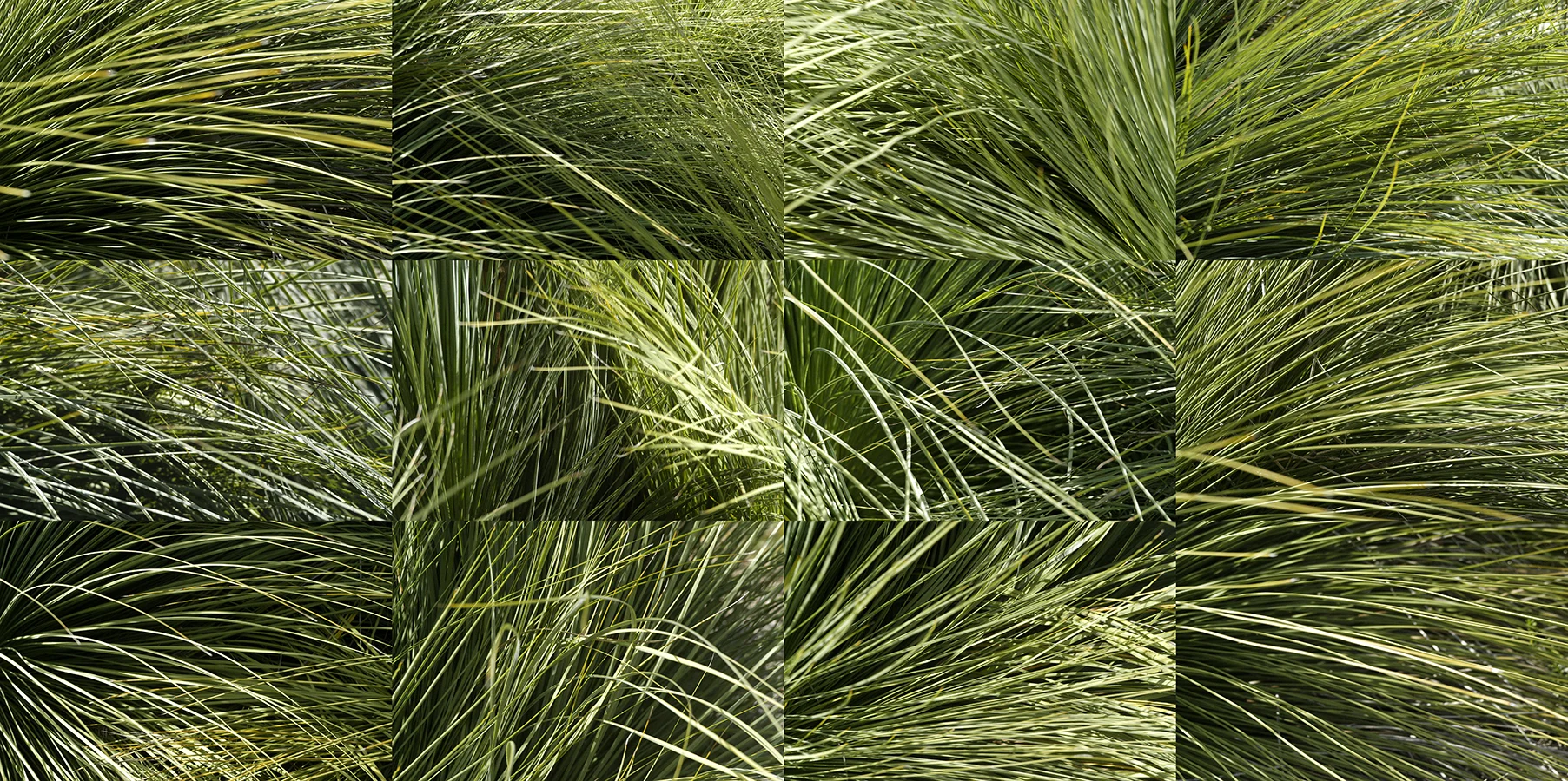 Grasses , 2005, archival c-print, 36"H x 64"W