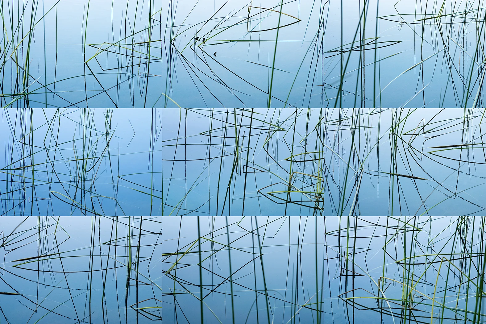 Reservoir Reeds , 2008, archival c-print, 36"H x 48"W
