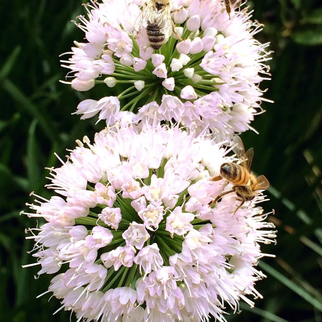 bees.jpg