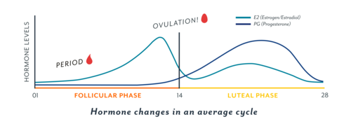 What is the luteal phase? – Customer Support, Contact Us