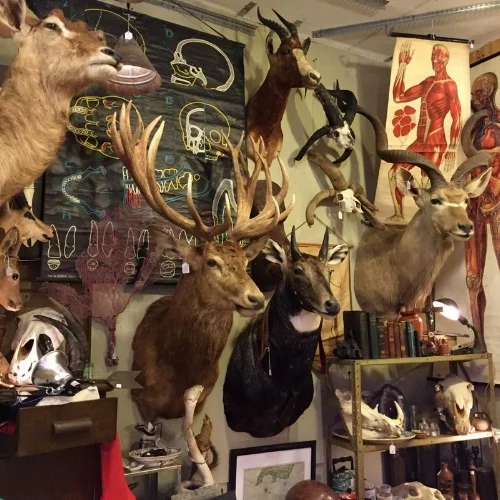 Taxidermy galore at Uncommon Objects