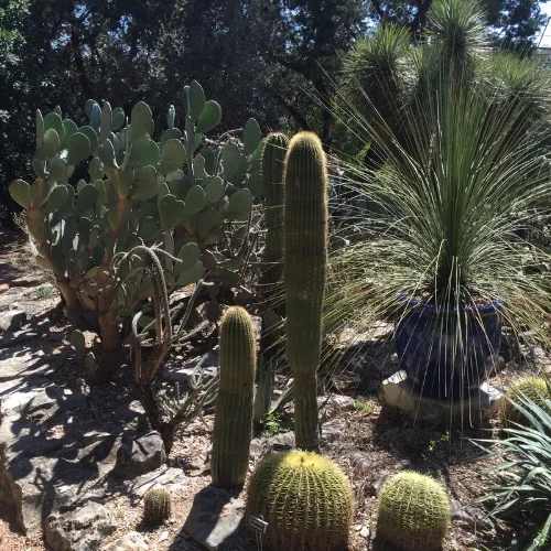 I'm the kind of girl who loves a good cactus, and here, the cacti were plenty