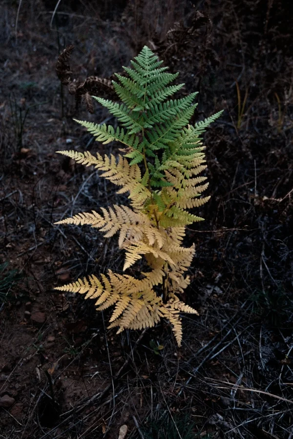 WestForkTrail6.jpg
