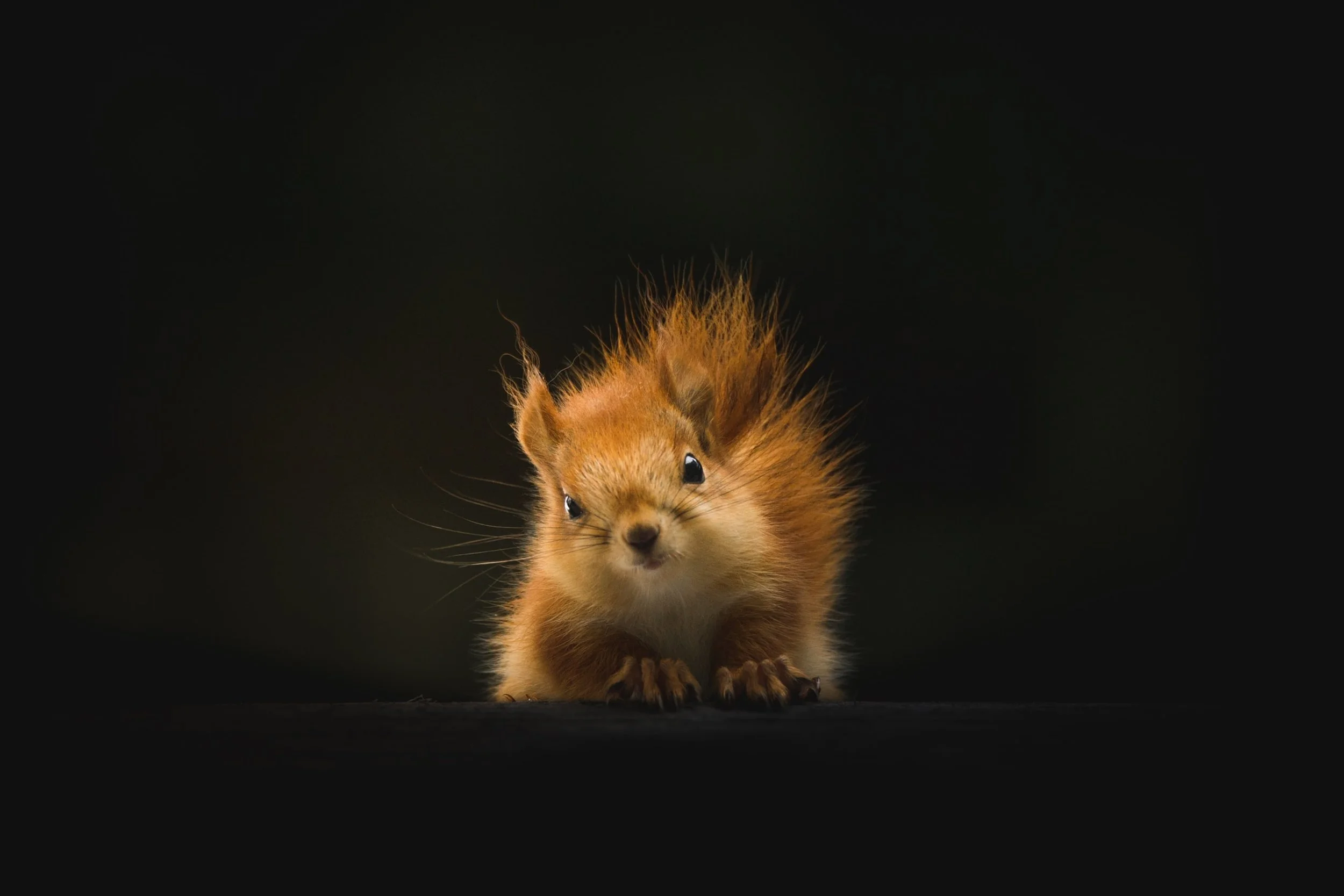 The Wisdom of Squirrels