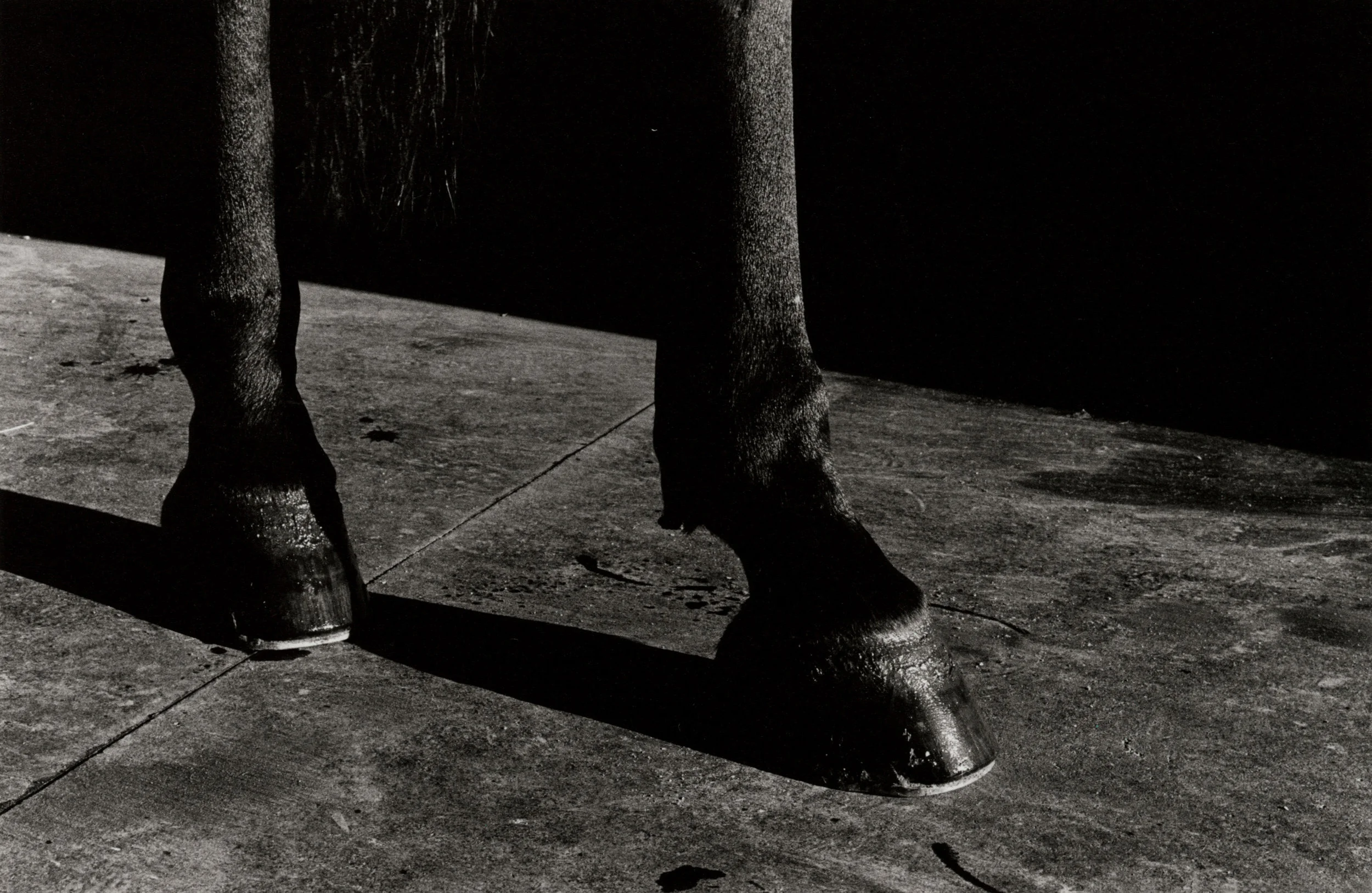 longlegs2.jpg