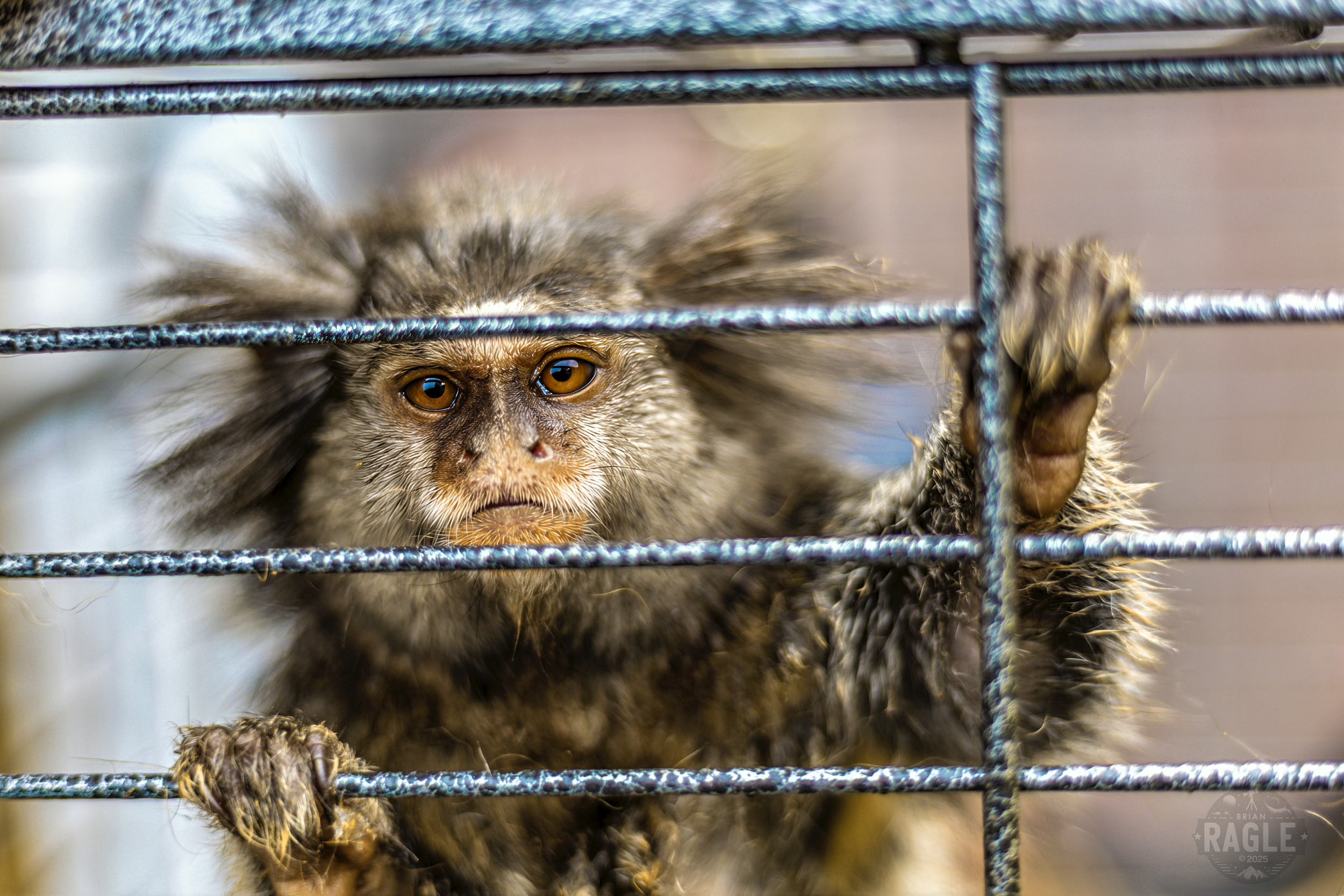 Monkeys-1.png Monkeys-2.png Monkeys-3.png Monkeys-4.png Monkeys-5.png Monkeys-6.png Monkeys-7.png Monkeys-8.png Monkeys-9.png Monkeys-10.PNG