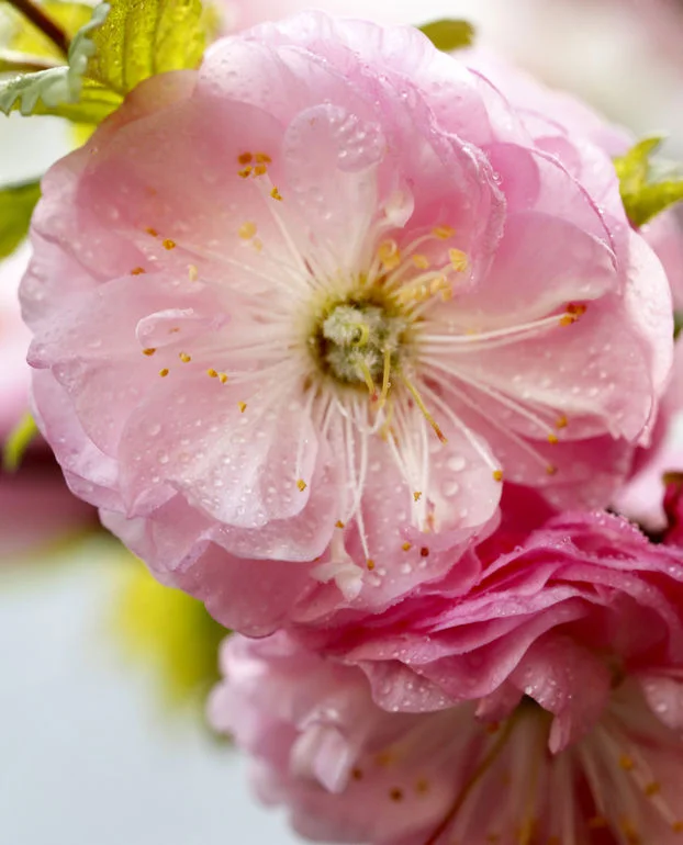 damask_rose.jpg