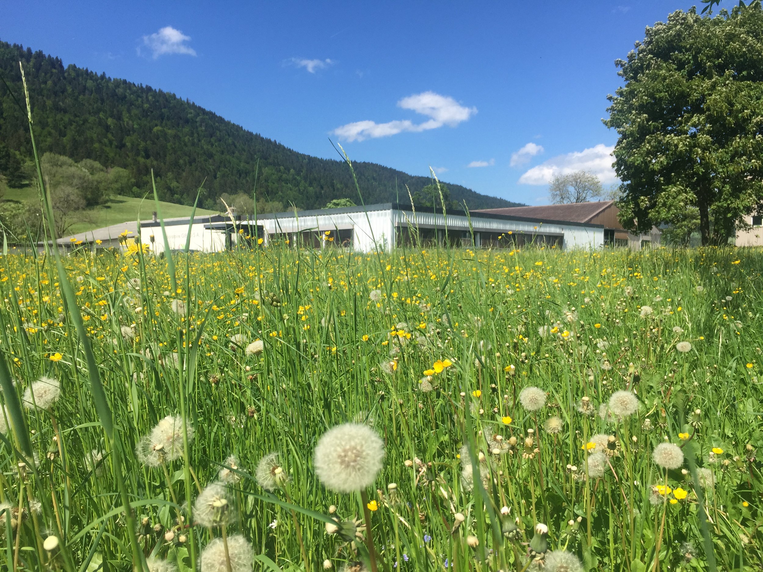 gibro-in-spring-with-dandelion-field.JPG