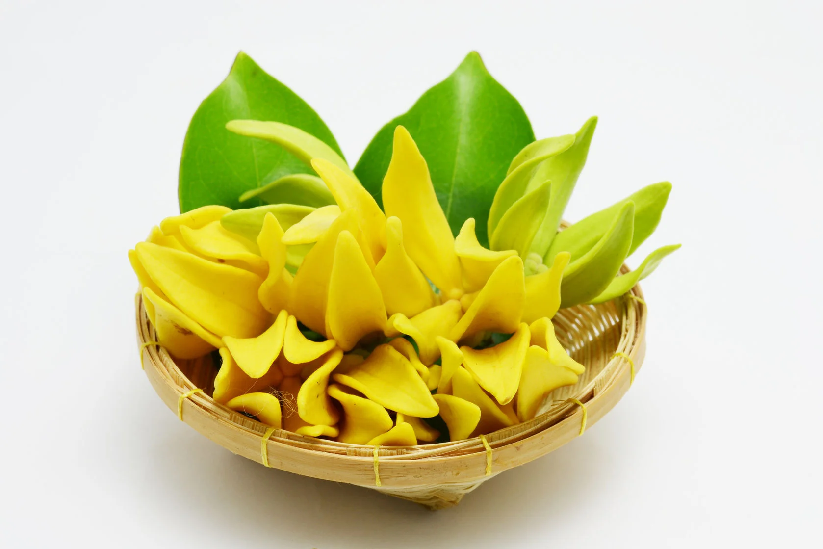 ylang-ylang.jpg