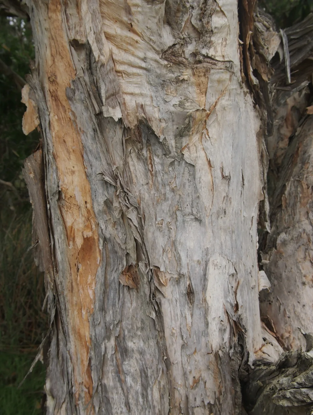 niaouli-tree.jpg