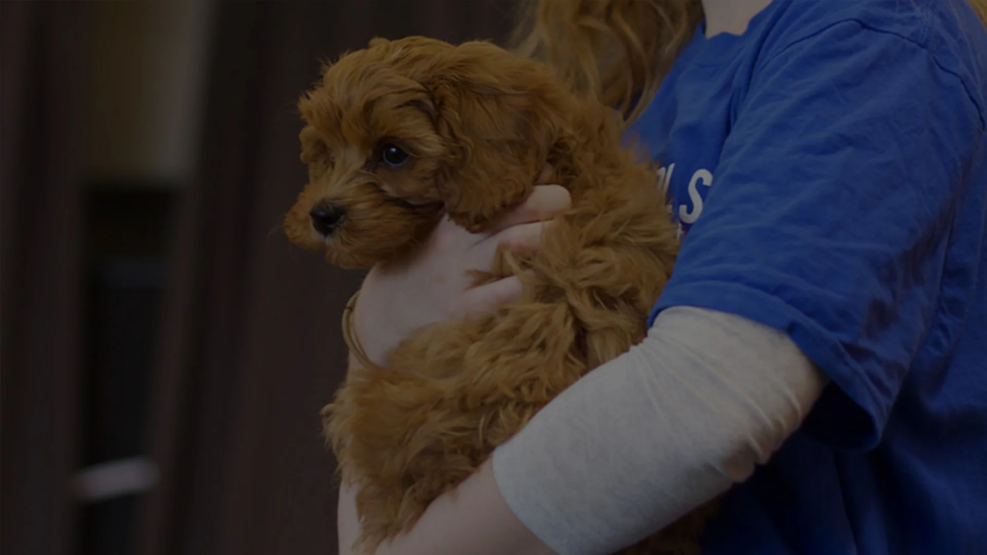 puppy.jpg