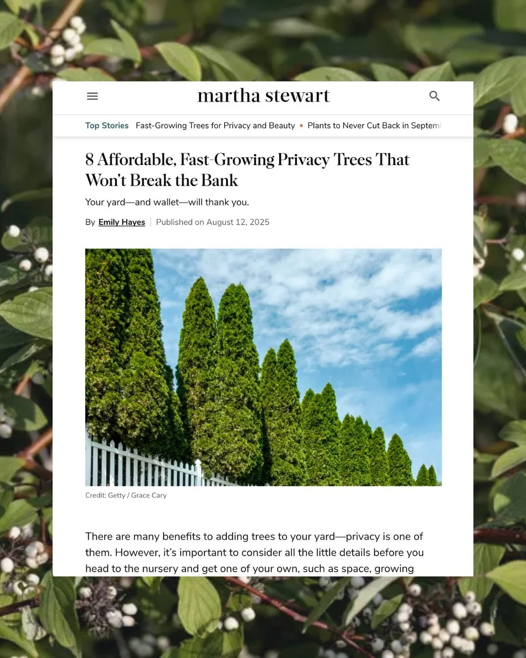 Want fast privacy in your yard without breaking the bank? 🌲 

Our client @arbordayfarm's very own ISA-certified arborist, Eric North, weighs in for this @marthastewart article which you can find through the link in our stories! 🔗✨

Who else thinks 