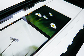 Slide mounted with a sheet of OH film and the Kami fluid