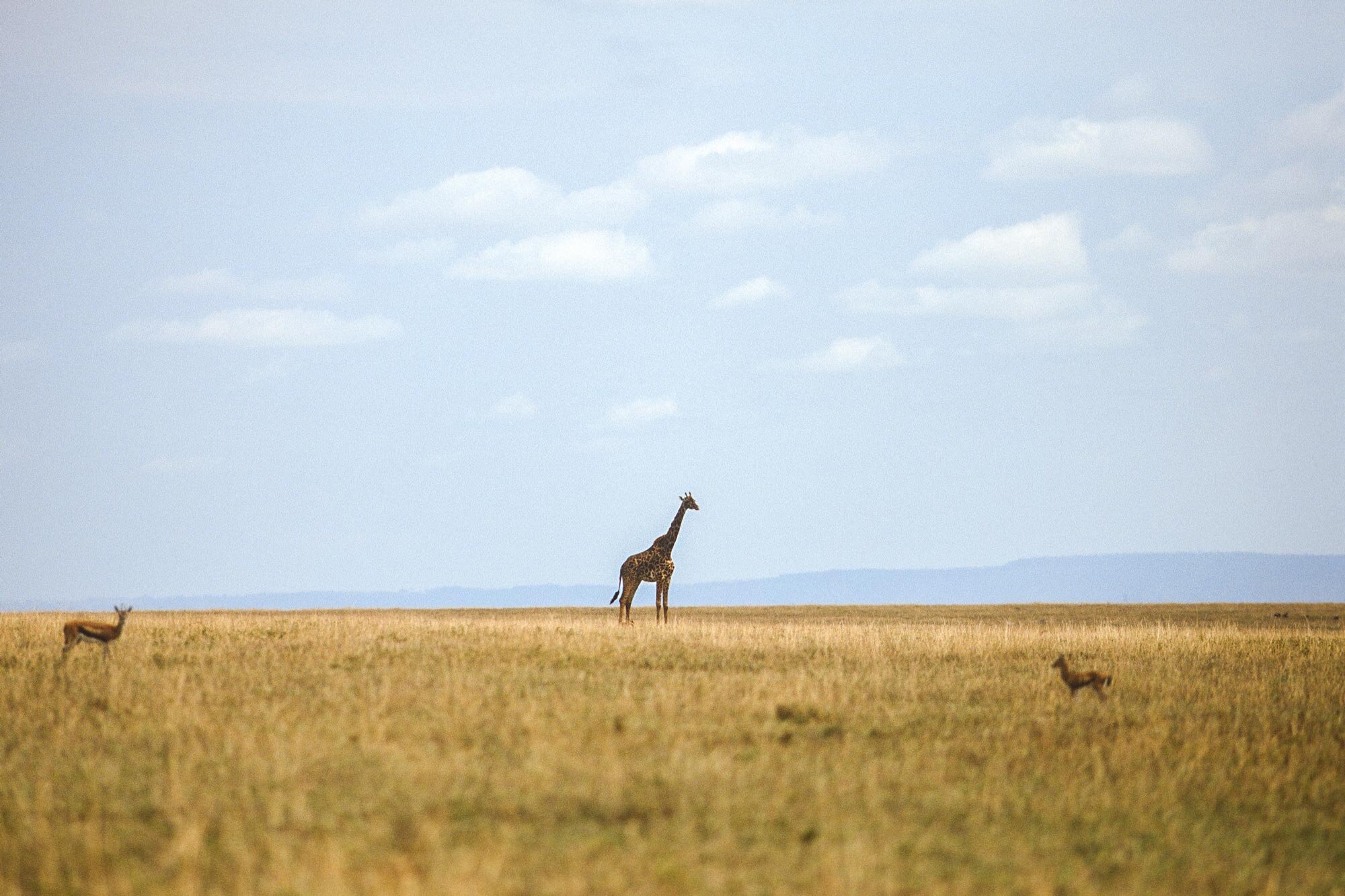 Wildlife-portraits_36.jpg