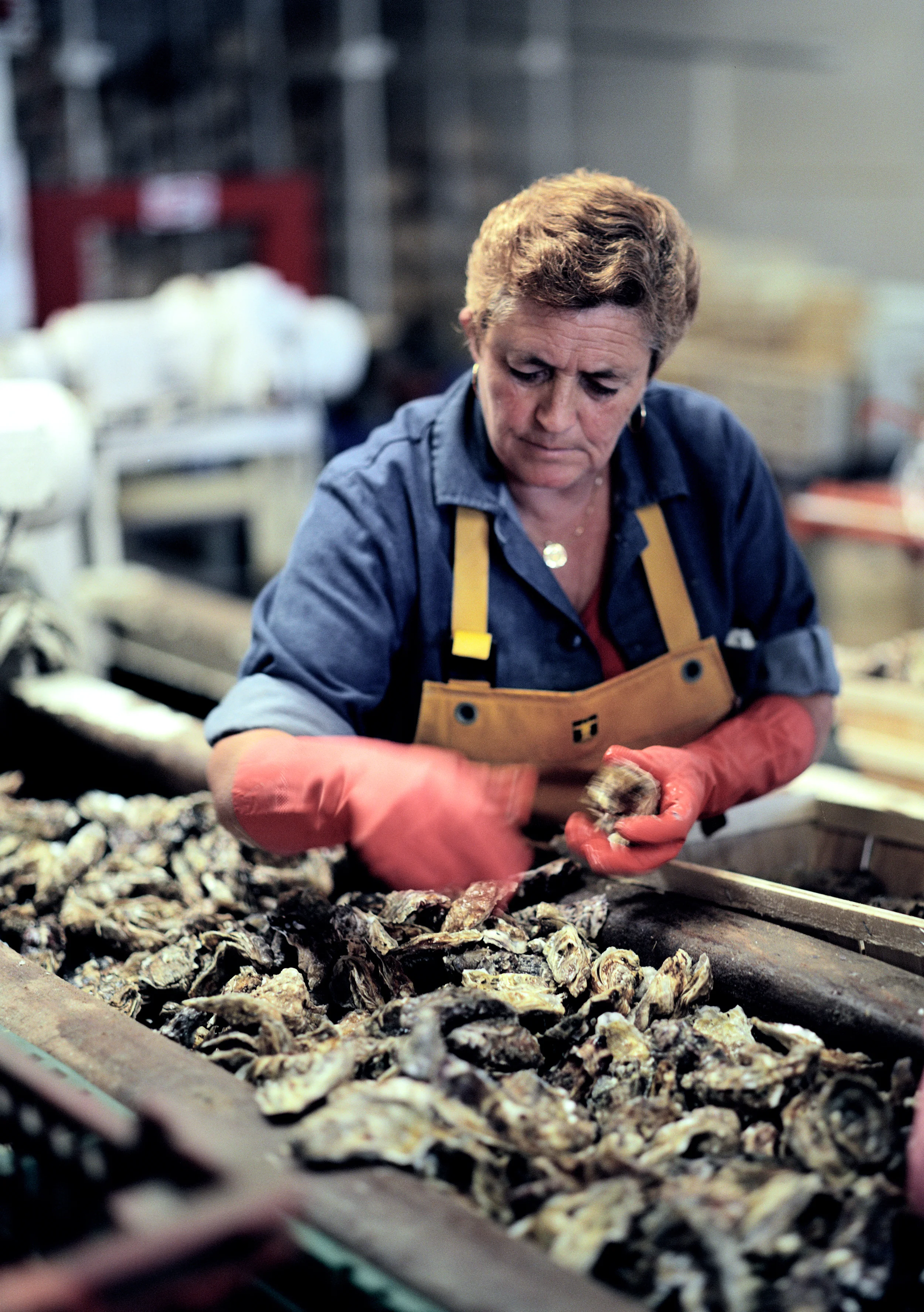 Ostron i Bretagne | RES magazine
