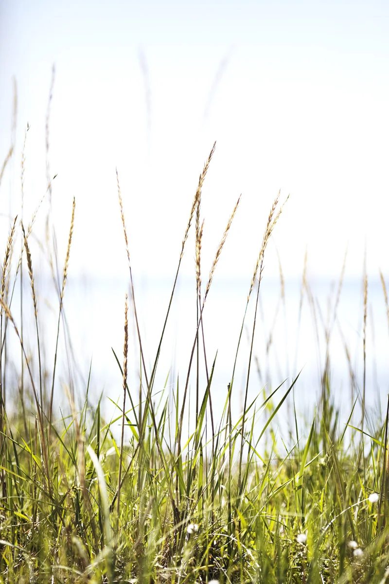 Rädda Östersjön | WWF