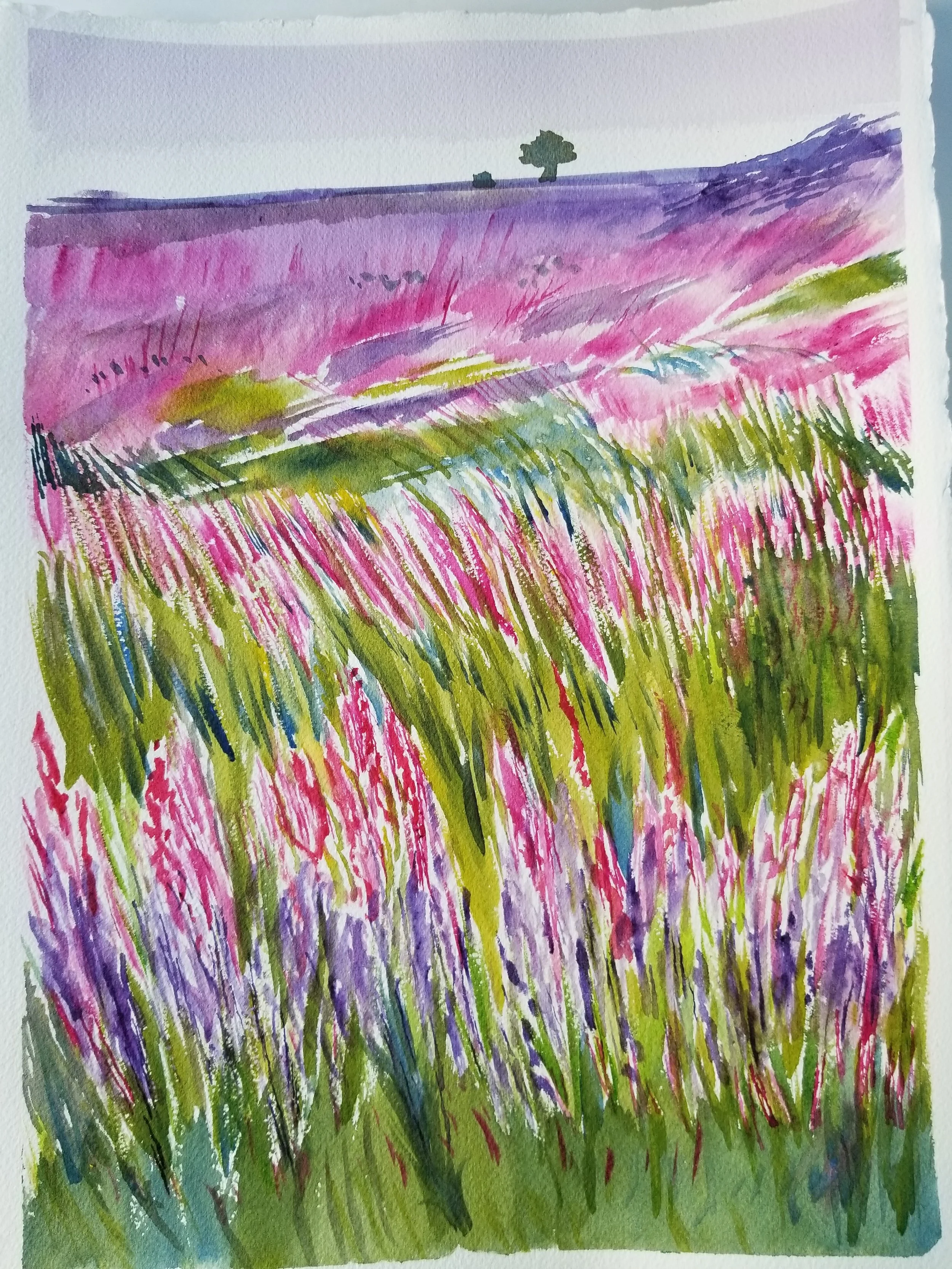 lavender fields