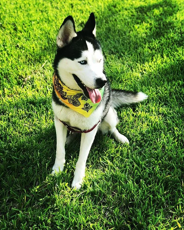 Guess who&rsquo;s ready for p(aw)ride! Jax is! // #PuppyPride #Pride @jaxthehux